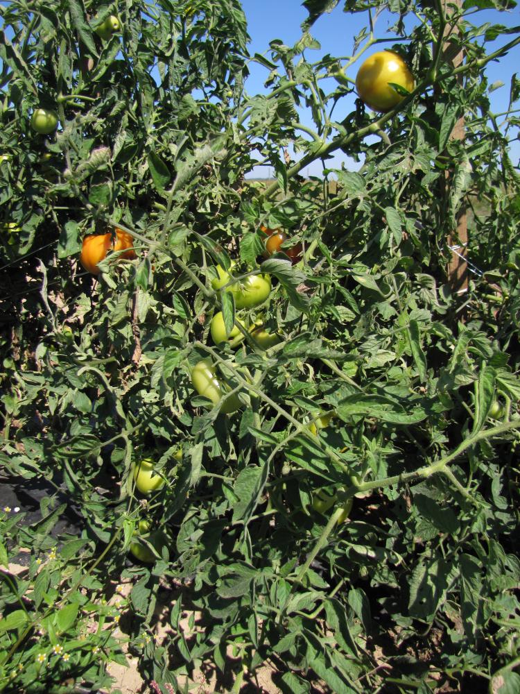 Late Blight Management In Tomato With Resistant Varieties Eorganic 8587